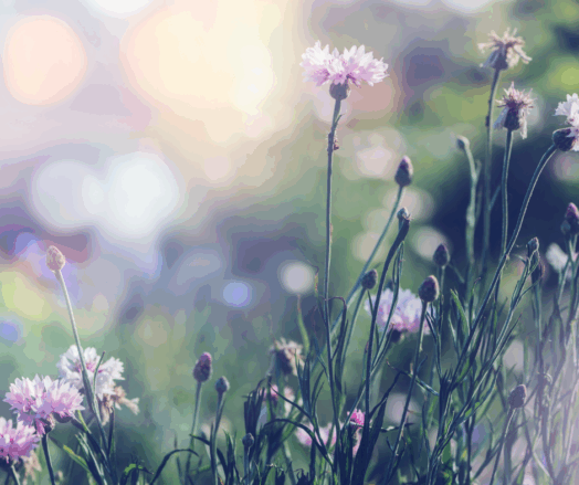 Ängsblommor i fokus mot en suddig bakgrund i mjuka färger.
